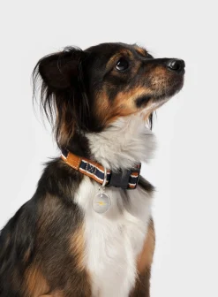 Shinola Shop All|Shop All Home|Nylon Dog Collar